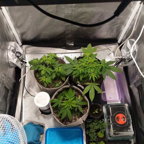 Inzane | Nepal growlog photo: Freshly trimmed fan leaves