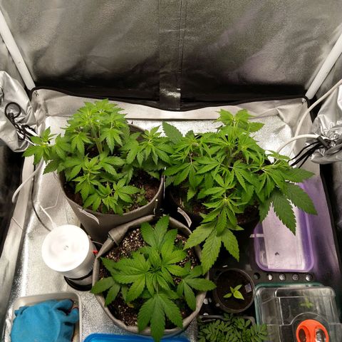 Inzane | Nepal growlog timeline photo