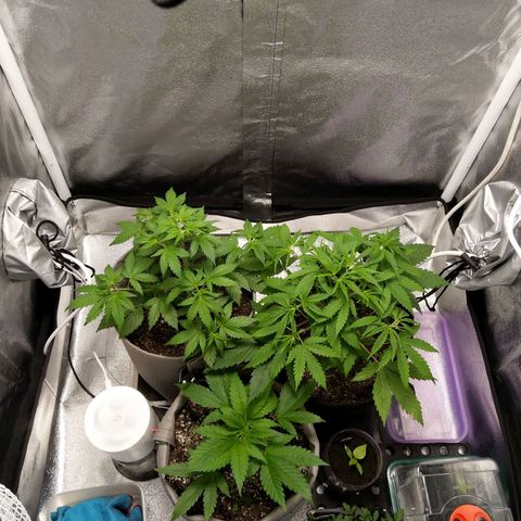 Inzane | Nepal growlog photo: Perky gals