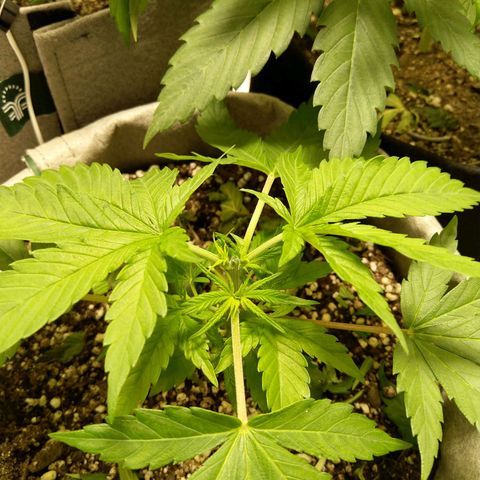 Inzane | Nepal growlog timeline photo