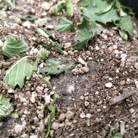 Inzane | Nepal growlog photo: Mmm beneficial fungi or mold...