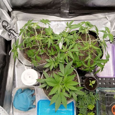 Inzane | Nepal growlog timeline photo
