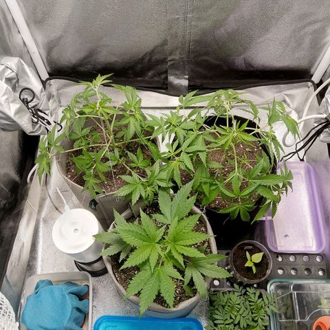 Inzane | Nepal growlog timeline photo