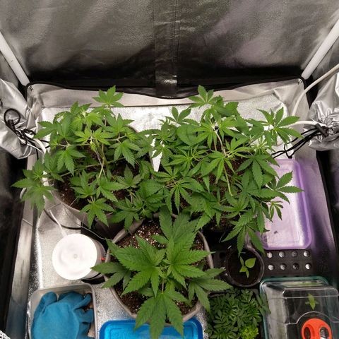 Inzane | Nepal growlog photo: Perking up after top & trim