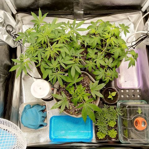 Inzane | Nepal growlog photo: Perking up post trim,top and feed