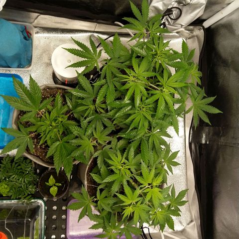 Inzane | Nepal growlog photo: Mooi