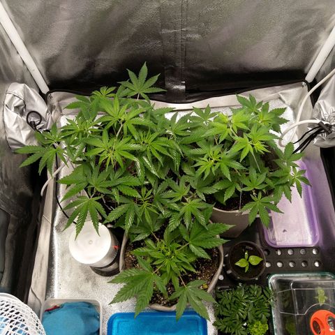 Inzane | Nepal growlog photo: Mooi