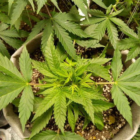 Inzane | Nepal growlog timeline photo