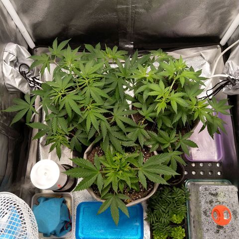 Inzane | Nepal growlog timeline photo
