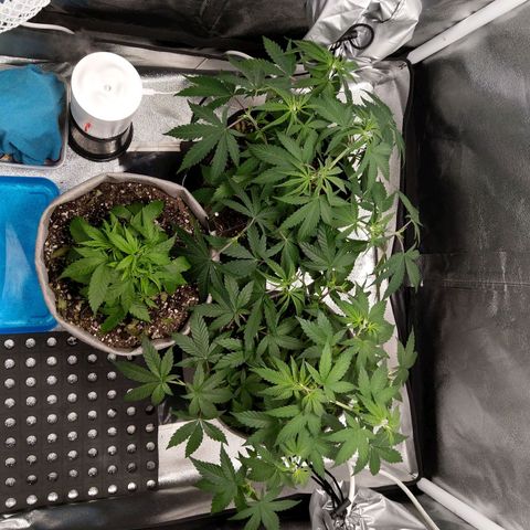 Inzane | Nepal growlog timeline photo