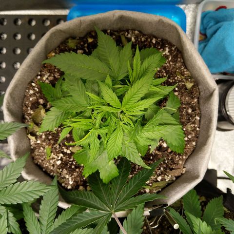 Inzane | Nepal growlog timeline photo