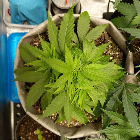 Inzane | Nepal growlog timeline photo