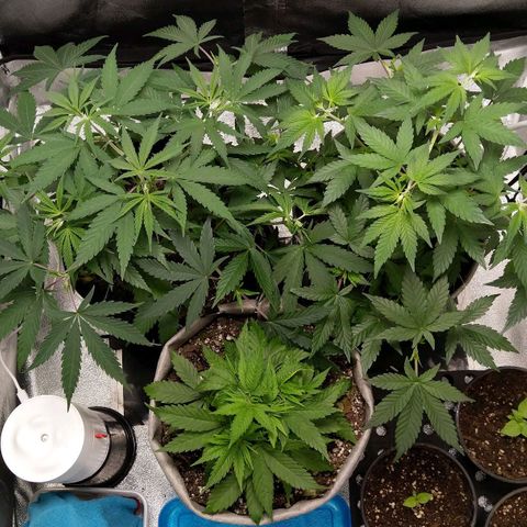Inzane | Nepal growlog timeline photo