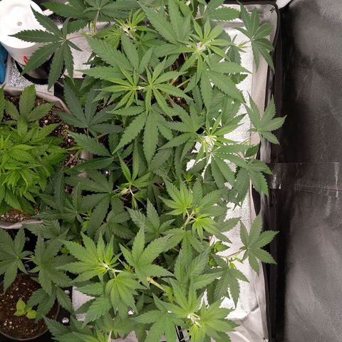 Inzane | Nepal growlog timeline photo