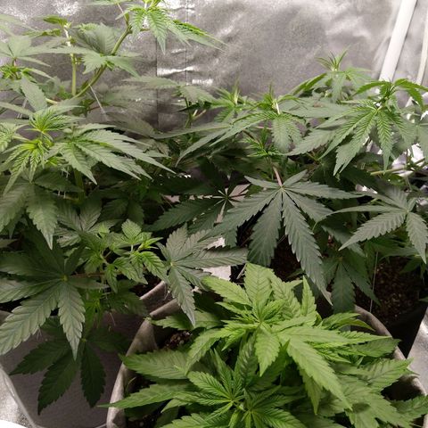 Inzane | Nepal growlog timeline photo