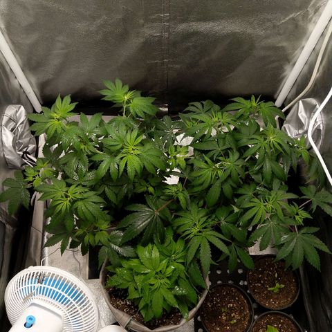 Inzane | Nepal growlog photo: Wet and wild post spray