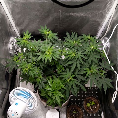 Inzane | Nepal growlog photo: Wakey wakey