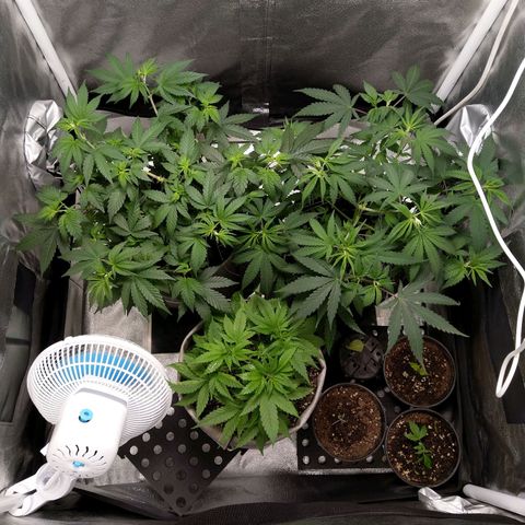 Inzane | Nepal growlog timeline photo