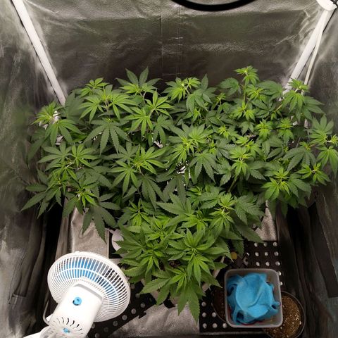 Inzane | Nepal growlog photo: 2 weeks of veg left, scrogging soon