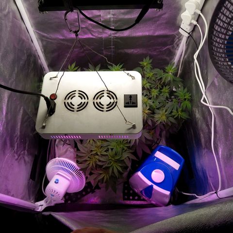 Inzane | Nepal growlog photo: New humidifier, additional light to ready for flower in next couple of weeks