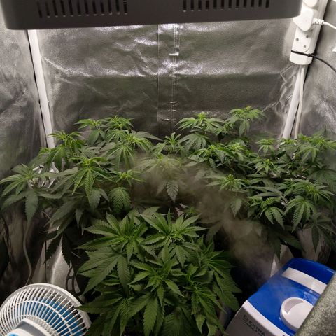 Inzane | Nepal growlog photo: Jurassic park vibes,post watering,lets see if she perks up a bit