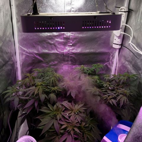 Inzane | Nepal growlog photo: Jurassic park vibes,post watering,lets see if she perks up a bit