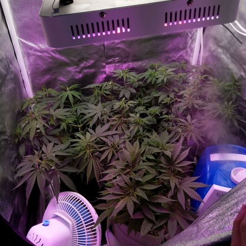 Inzane | Nepal growlog timeline photo