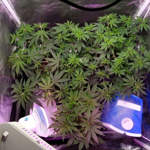 Inzane | Nepal growlog timeline photo