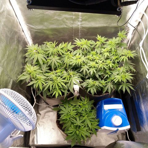 Inzane | Nepal growlog timeline photo