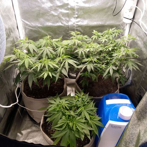 Inzane | Nepal growlog timeline photo