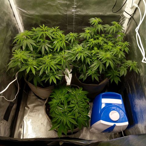 Inzane | Nepal growlog photo: Foliar spray insect repellent