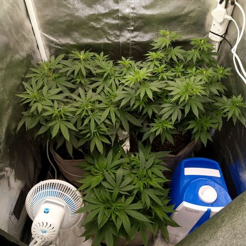 Inzane | Nepal growlog timeline photo