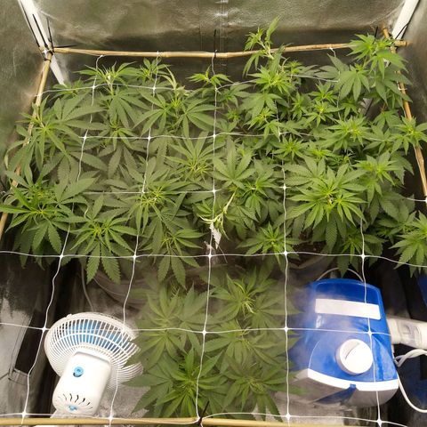 Inzane | Nepal growlog photo: Screen installed,trmed
