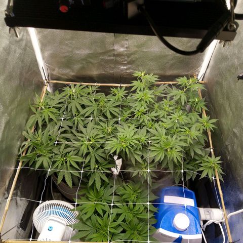 Inzane | Nepal growlog photo: Morning after looking good