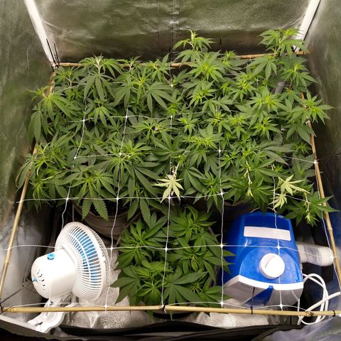 Inzane | Nepal growlog timeline photo
