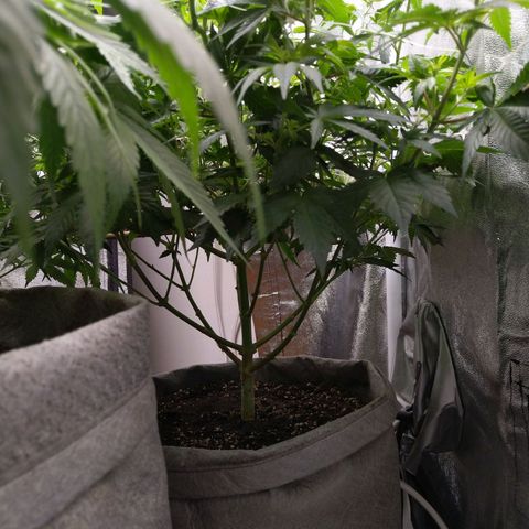 Inzane | Nepal growlog timeline photo