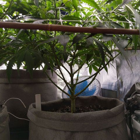 Inzane | Nepal growlog timeline photo