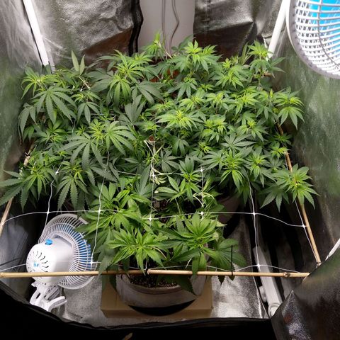 Inzane | Nepal growlog timeline photo