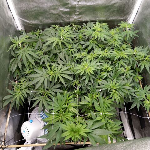 Inzane | Nepal growlog timeline photo