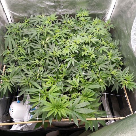 Inzane | Nepal growlog photo: Containing the stretch...plants recovered well from supercropping yesterday