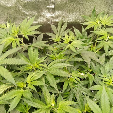 Inzane | Nepal growlog photo: Supercrop tape