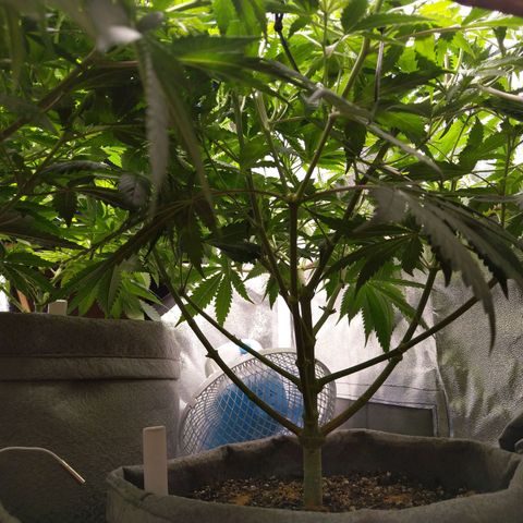 Inzane | Nepal growlog photo: Doing well, feeding tomorrow