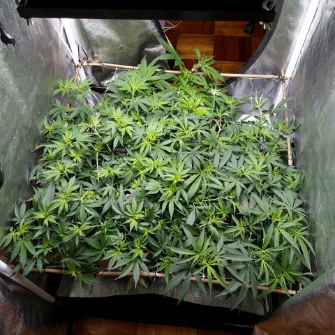 Inzane | Nepal growlog photo: Doing well, feeding tomorrow