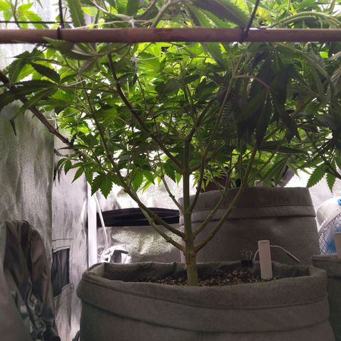 Inzane | Nepal growlog photo: Doing well, feeding tomorrow