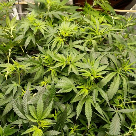 Inzane | Nepal growlog photo: Doing well, feeding tomorrow