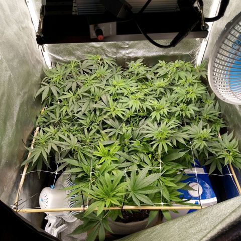 Inzane | Nepal growlog photo: Hour before lights off, watering tonight