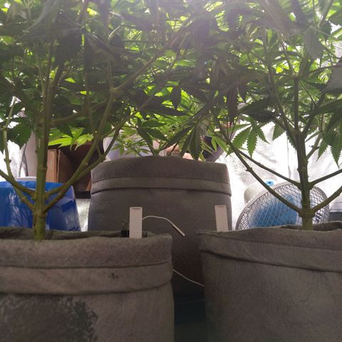 Inzane | Nepal growlog timeline photo