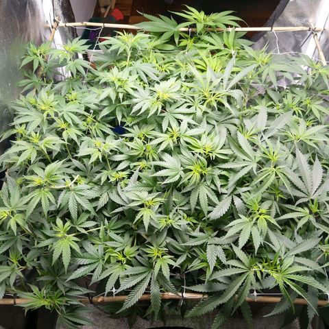 Inzane | Nepal growlog timeline photo