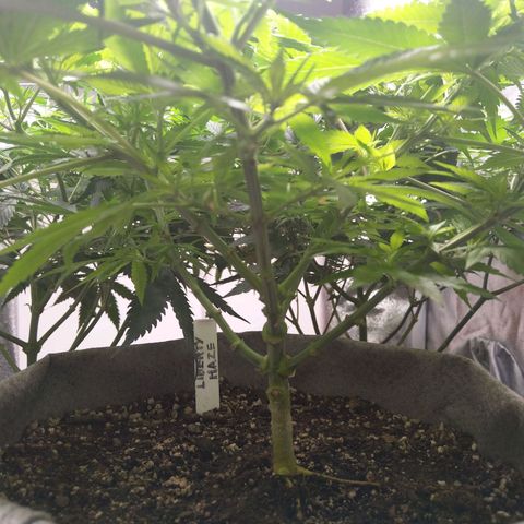 Inzane | Nepal growlog timeline photo