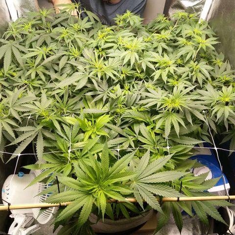 Inzane | Nepal growlog timeline photo